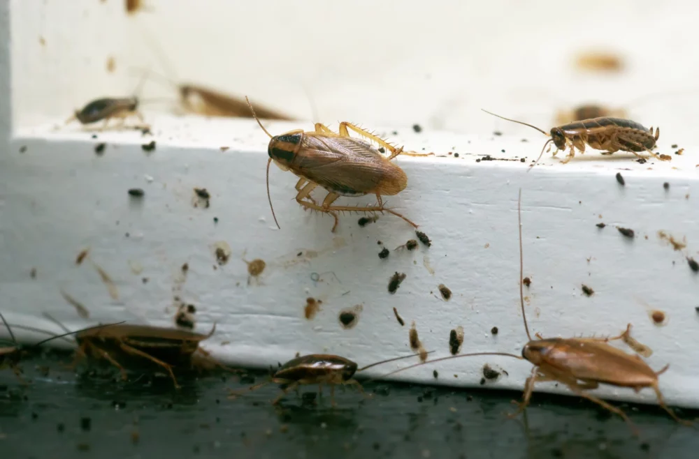 Roach Clean-Out
