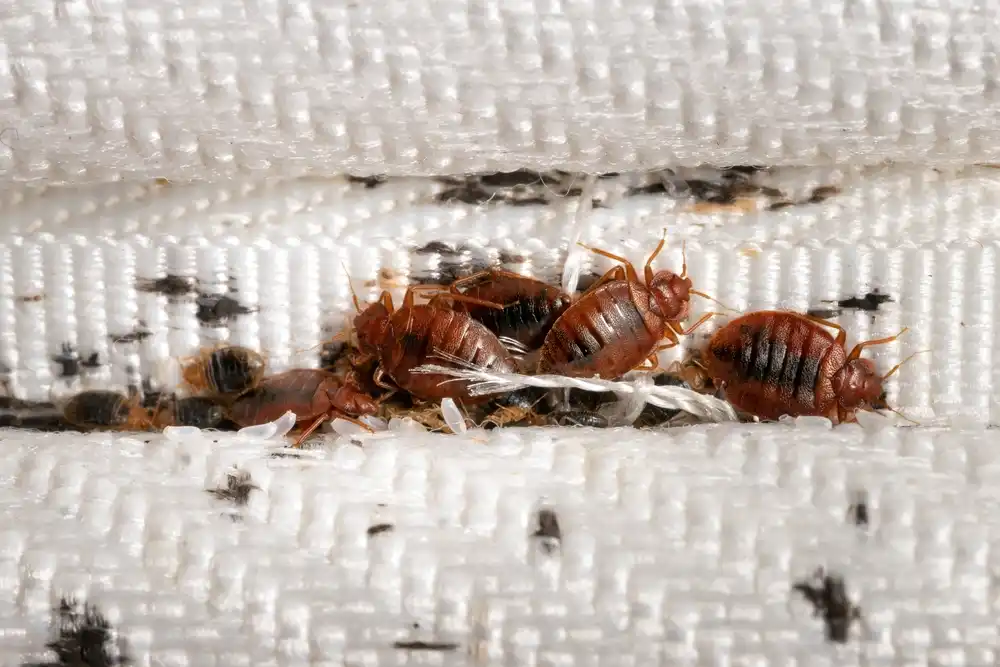Bed Bug Treatment