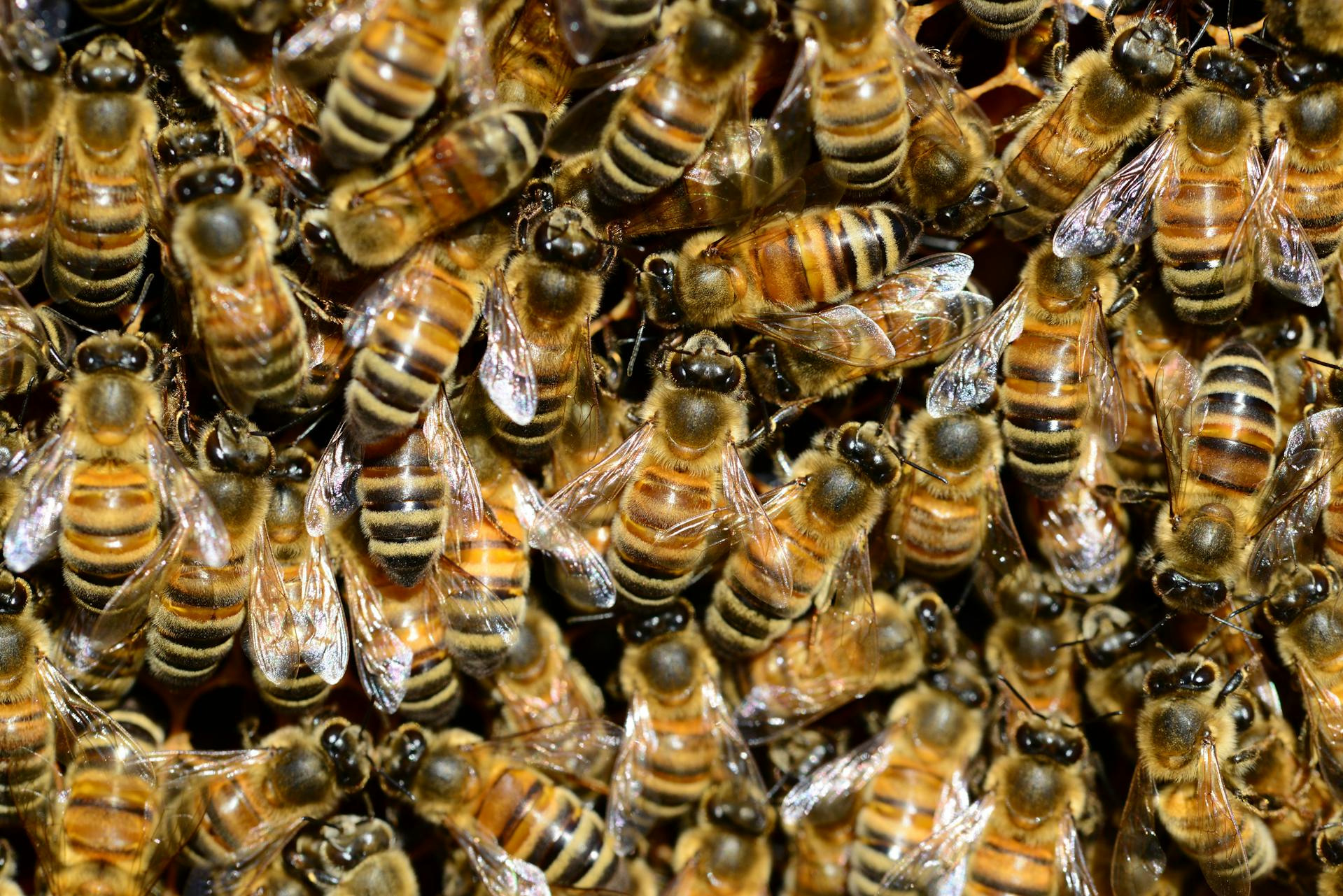 Bee & Wasp Removal