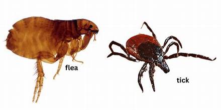 Flea & Tick Treatments