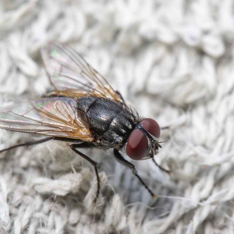 Fly Control