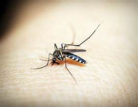 Mosquito Treatments