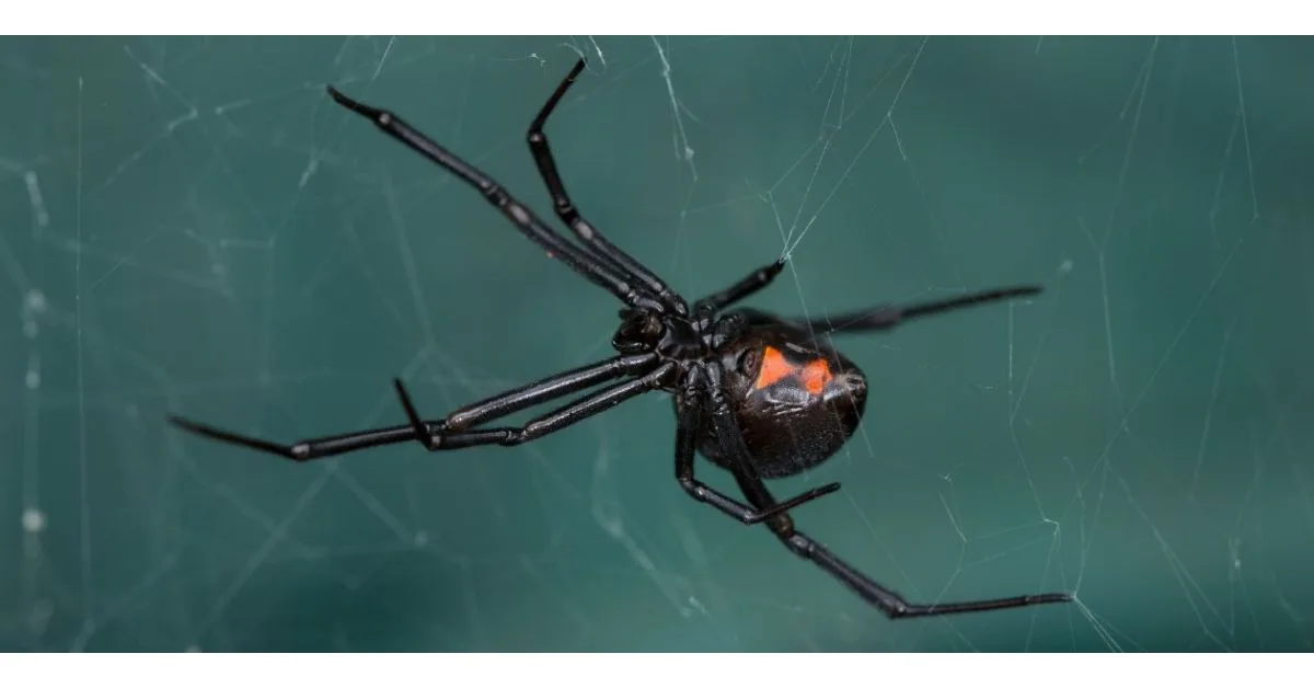 Spider & Earwig Control