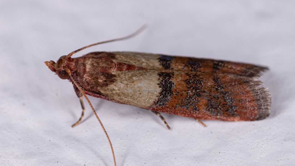 Stored Product Pest Control